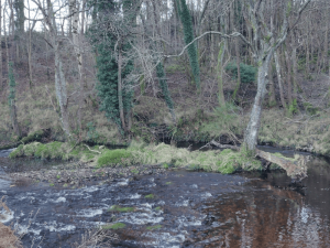 Woody debris in a river